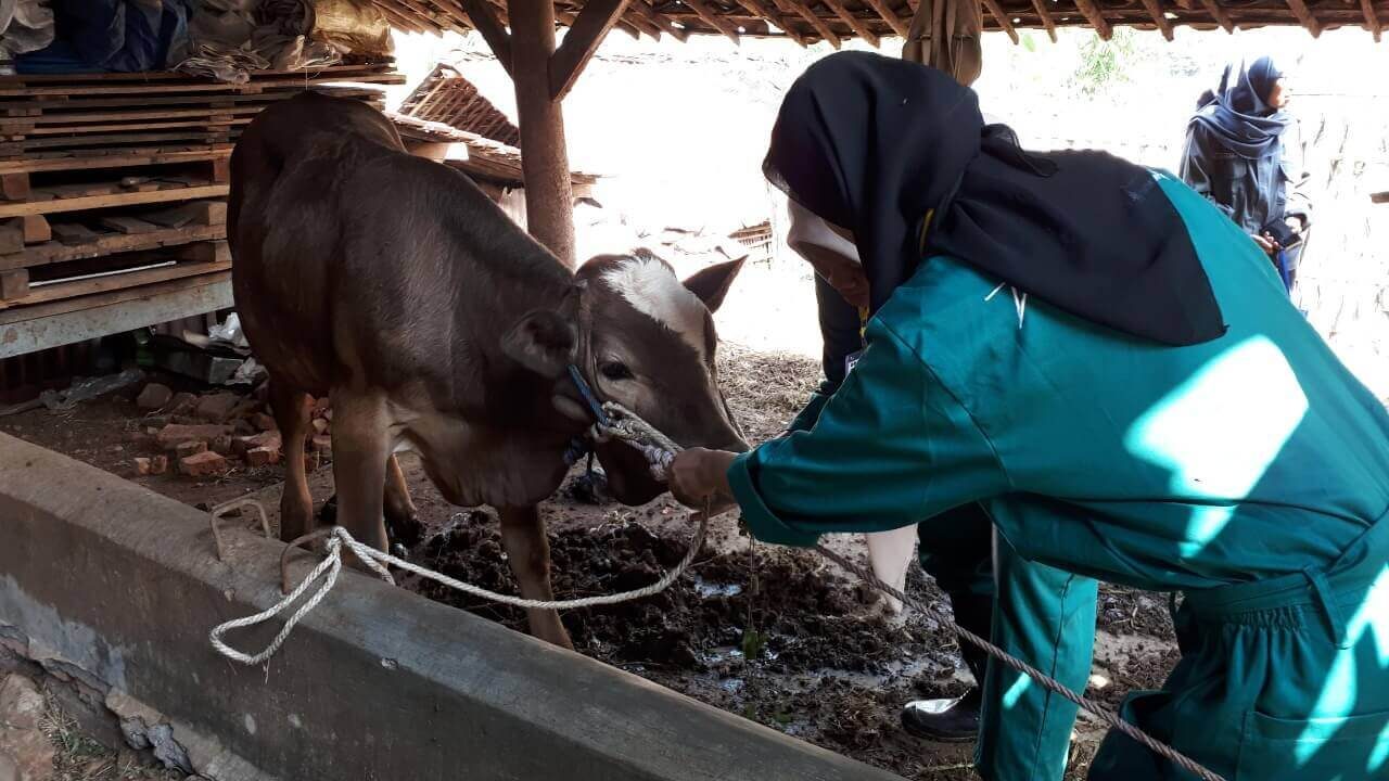 FKH UB Lakukan Sensus Ternak dan Periksa Kesehatan Hewan