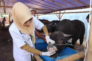 Perhatikan Ciri-ciri Ini, Sebelum Beli Hewan Kurban