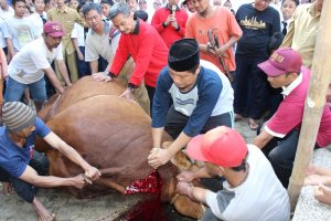 MTsN 1 Kota Malang Kurban 3 Sapi dan 25 Kambing