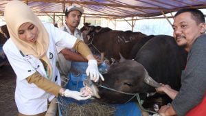 Mau Kurban? Cari Hewan Kurban Berstiker Sehat