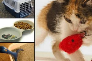 Tips Persiapan Kebutuhan Sebelum Pelihara Kucing
