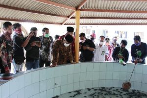 Peduli Lingkungan, Pertamina Dukung Konservasi Penyu Lekang di Bajulmati
