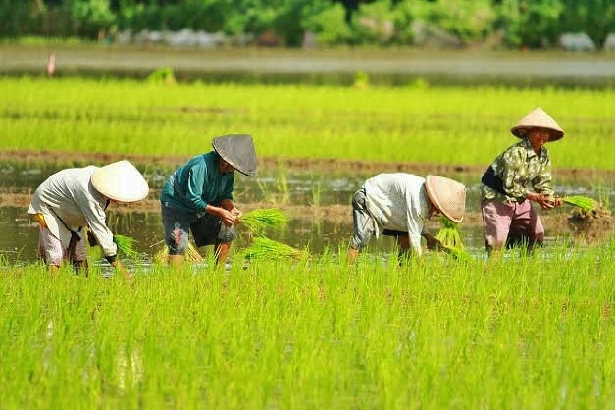 Petani menyemai sawah