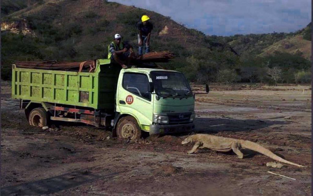 Foto viral komodo vs truk