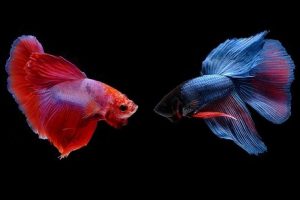 Warna ikan cupang dapat menenangkan manusia yang melihatnya