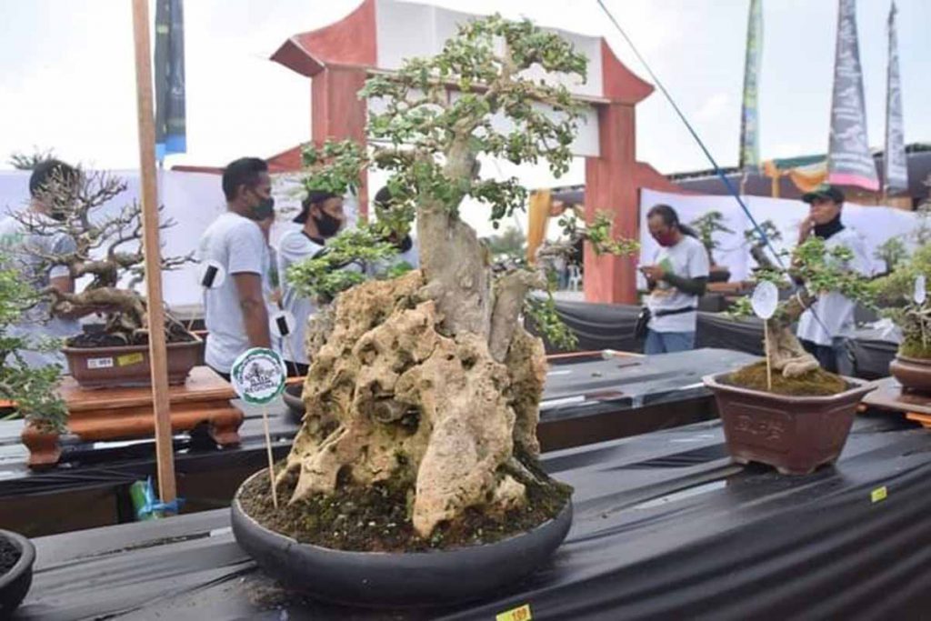 Pameran Bonsai Alternatis Hiburan Masyarakat Lamongan
