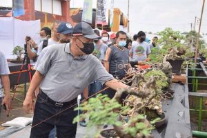 Pameran Bonsai Alternatis Hiburan Masyarakat Lamongan Ditengah Pandemi Covid-19
