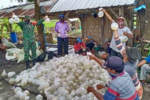 DISTRIBUSI BENIH : Babinsa Kodim 0817 saat medistribusikan benih udang kepetani tambak - Babinsa Kodim 0817 Ajarkan Cara Budidaya Udang Vaname