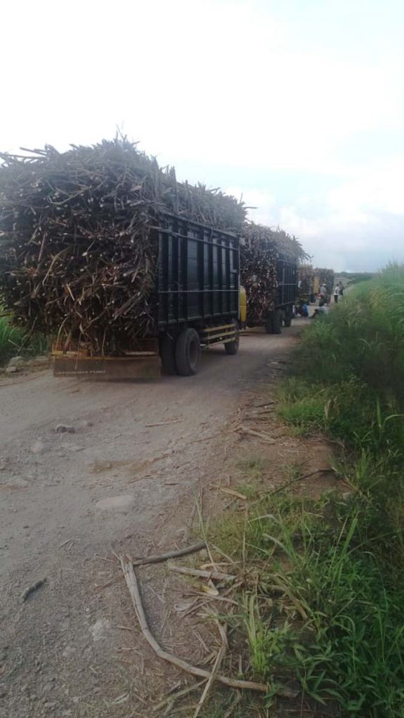 Barisan truk bermuatan tebu takpak memenuhi disepanjang jalan Barkot, Selasa (10/11/2020) pagi