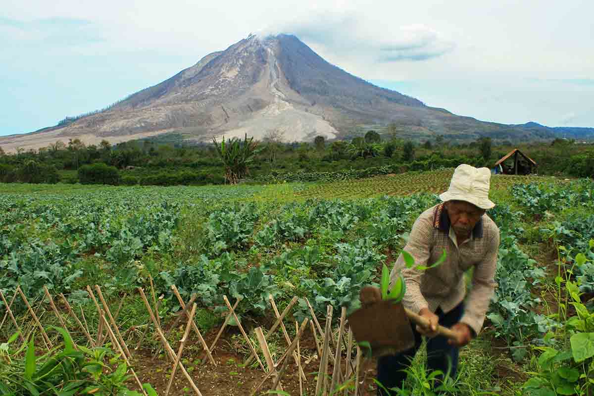 Ilustrasi Petani (Pexels - Suhairy Tri Yadhi) - Petani Harus Terdaftar di e-RDKK Untuk Memperoleh Pupuk Bersubsidi