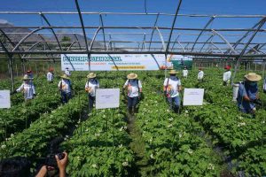 PUPUK UNGGULAN: Penyemprotan lahan demplot kentang dengan menggunakan pupuk Phonska OCA - Panen Raya di Lahan Demplot Naik Hingga Dua Kali Lipat