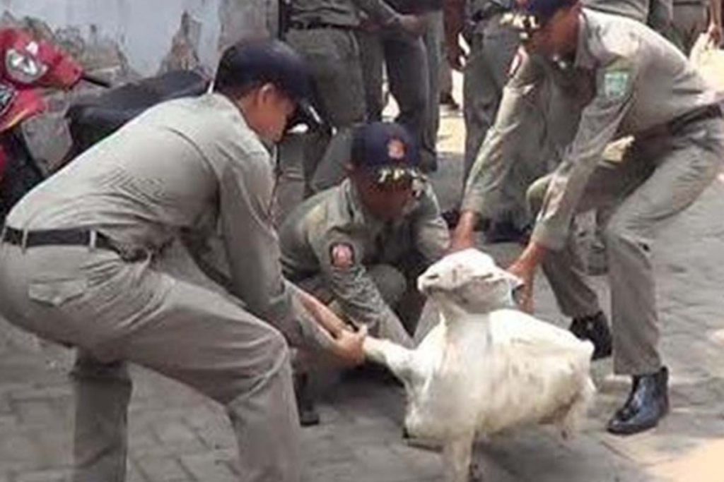 Petugas Satpol PP Kab.Pasuruan saat menangkapi kambing liar di pasar bangil. (foto dok)