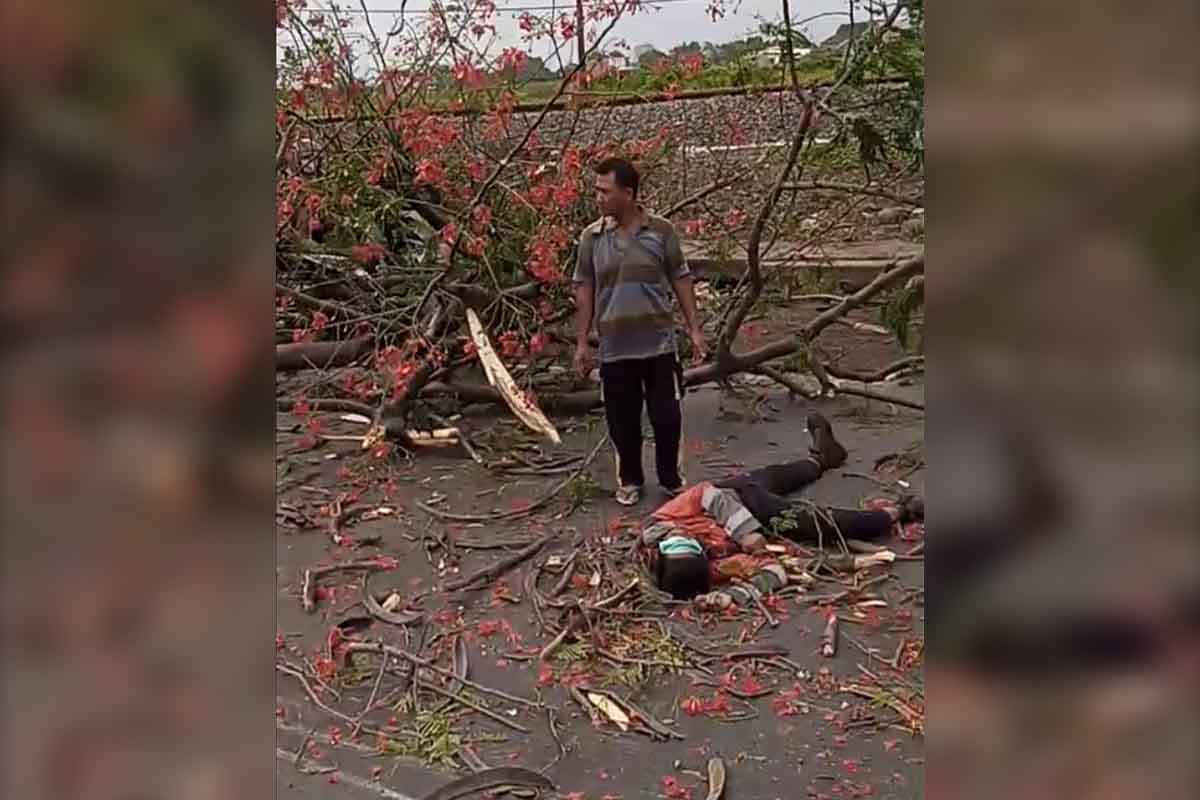 Akibat tumbangnya pohon perindang tersebut, satu orang pengendara dinyatakan tewas sebelum mendapat perawatan tim medis RSUD Bangil - Awas Musim Angin Kencang, di Bangil Pengendara Motor Tewas Tertimpa Pohon