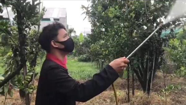 Rawat Aku, Akan Kuberi Vitamin C Untukmu - ikut serta membantu petani menyemprot obat ke tanaman jeruk