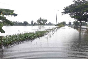 Banjir Rendam Puluhan Hektare Tambak di Lamongan dan Jalan Poros antar Kecamatan