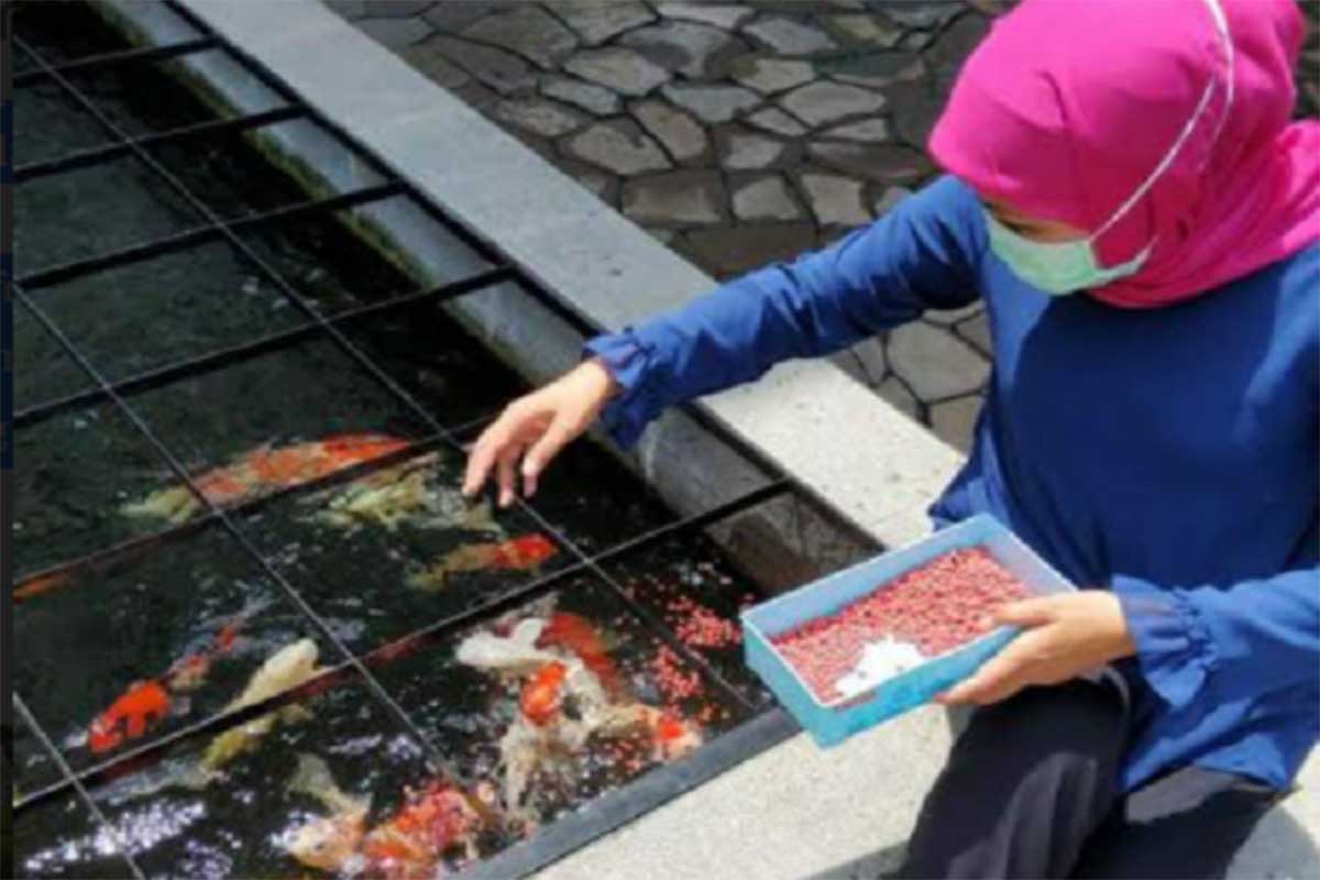 OBAT STRES : Gubernur Jatim Khofifah Indar Parawansa mengunggah foto lewat akun instagram, sedang memberi makan ikan di sebuah kolam yang ada di tempat dia sedang isoman. (ist) - Lihat Ikan Berenang Bisa Hilangkan Jenuh dan Stress