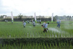 SEMPROT: Penyemprotan massal Phonska OCA oleh Petani Banyuwangi di lahan sawah seluas 20 Hektare - Petrokimia Gresik Himbau Petani Terapkan Pemupukan Berimbang