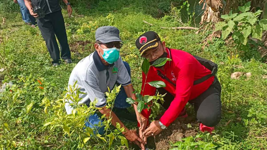 DPC PDI Lamongan Tanam 4.800 Pohon, Kado Istemetah Ultah Megawati Soekarnoputri Ke-74 Tahun