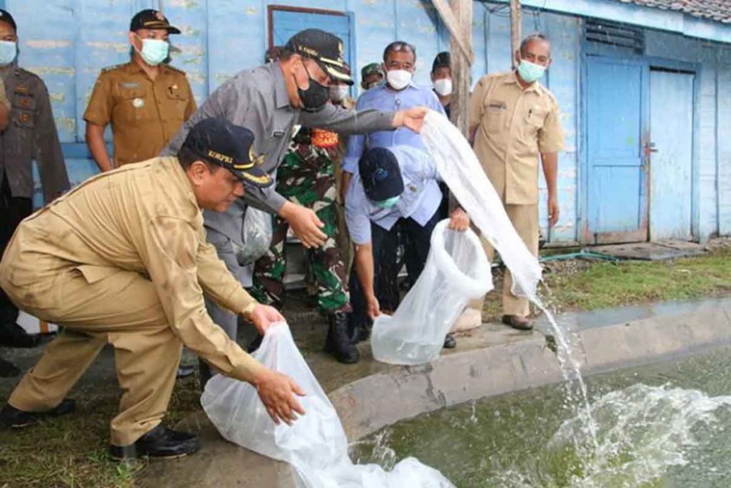 Bupati Fadeli Menebar Benih dan Salurkan Bantuan Udang Vaname