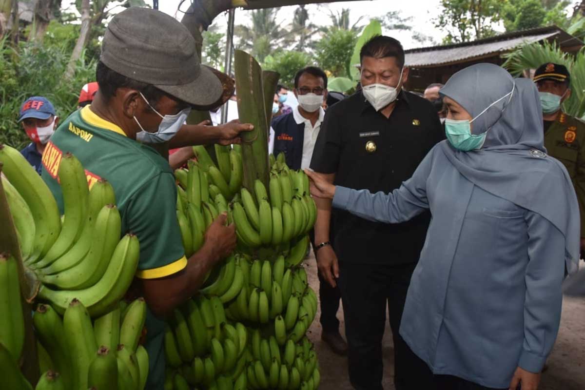 Gubernur Jatim Khofifah Indar Parawansa mengunggulkan Pisang Ijo Kecamatan Dampit. (ist) - Pisang Ijo Kabupaten Malang Go Internasional, Bersertifikat dari Pemprov Jatim