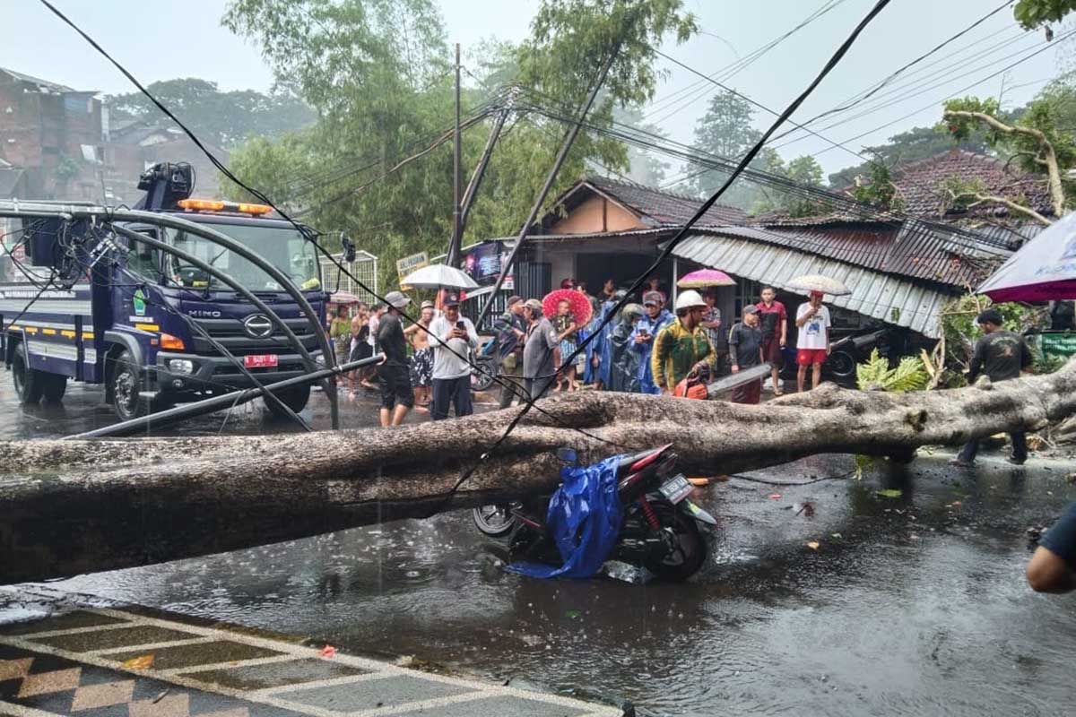 Pohon tumbang di Mergan dievakuasi. (ist) - 1 Jam Hujan Angin, 5 Pohon Tumbang, 1 Pengendara R2 Patah Tulang