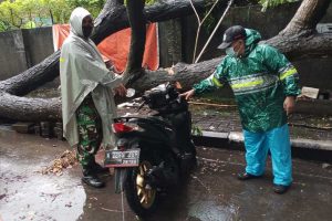 Salah satu motor berusaha dievakuasi. (ist) - Hujan Angin, Pohon Trembesi Timpa Tiga Motor di Parkiran Jalan Tenes