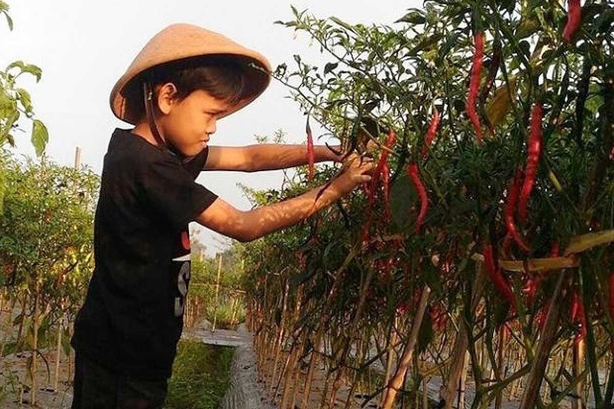 Tanaman cabai di Kabupaten Malang. (ilustrasi/ist) - Tiga Minggu Jelang Ramadan, Harga Cabai Kabupaten Malang Diprediksi Naik