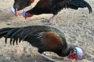 Ayam Hutan Hijau Kota Batu. (ist) - Hampir Punah, Populasi Ayam Hutan Hijau Menurun Drastis Akibat Perburuan Liar
