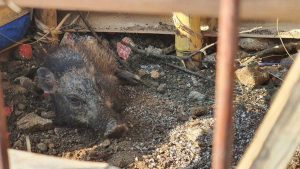 Babi yang diduga babi ngepet. (ist) - Babi Ngepet di Depok Ternyata Hanya Rekayasa