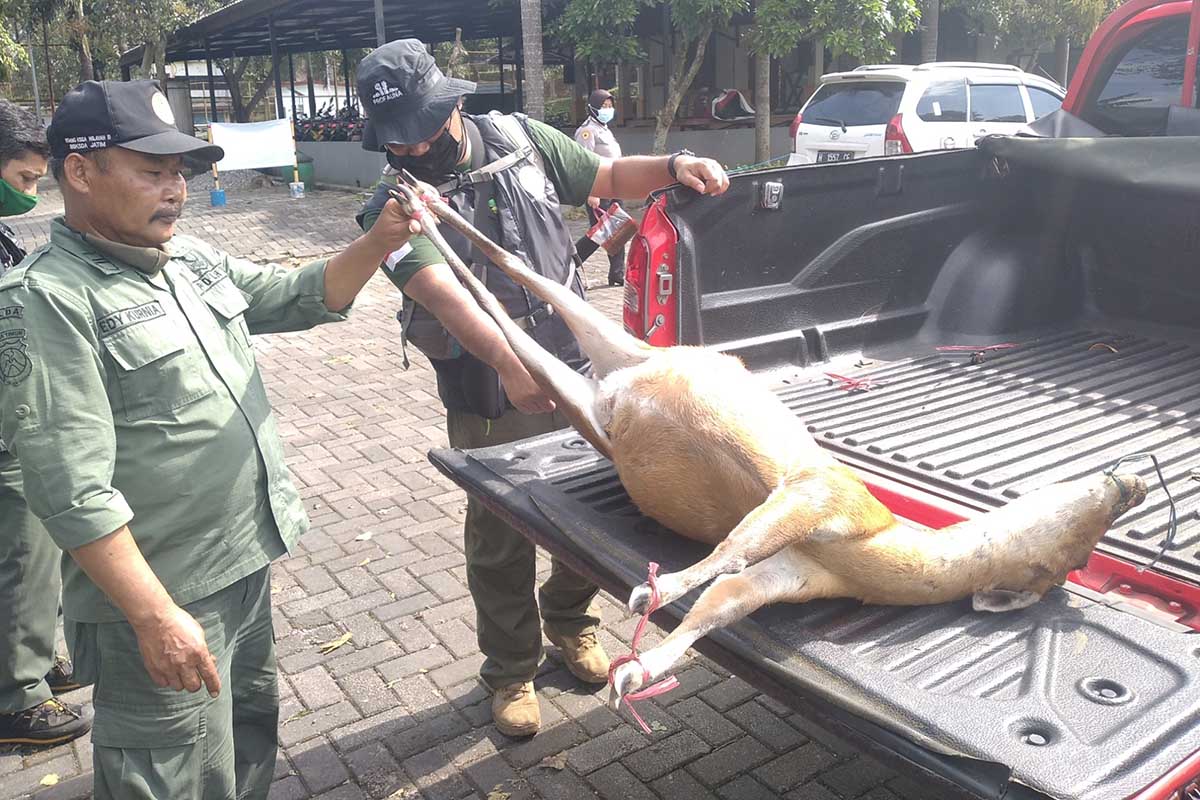 Barang bukti pemburu liar, jasad Kijang dari hutan Pujon. (ist) - Awal Bulan Ramadan, Hutan Pujon Darurat Pemburu Kijang