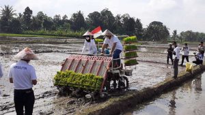 Bupati Banyuwangi Ipuk Fiestandani Azwar Anas saat menanam padi dengan metode agro solotion - Di support Pupuk Indonesia, Bupati Ipuk Tanam Padi di Lahan 100 Hektar