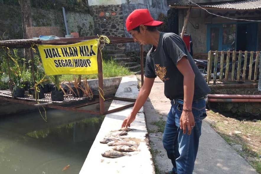 Didik Harianto menunjukkan ikan miliknya yang mati. (ws2) - Dua Tahun Jadi Limbah Ternak, Kali Kebo Rugikan Pedagang Ikan