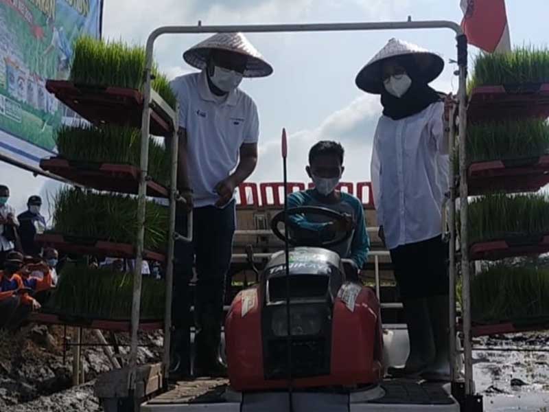 Kades Karangsari Budiyono mendampingi bupati Banyuwangi, Ipuk Fiestandani. (Foto: Kuryanto Memo-X) - Di support Pupuk Indonesia, Bupati Ipuk Tanam Padi di Lahan 100 Hektar
