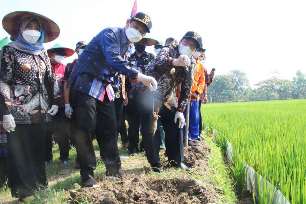 Produktivitas Tanaman Tembakau Meningkat, Lamongan Rangking Lima di Jawa Timur