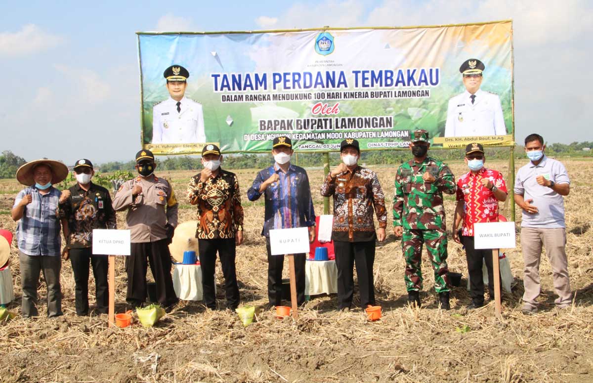 Produktivitas Tanaman Tembakau Meningkat, Lamongan Rangking Lima di Jawa Timur