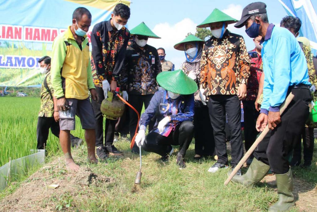 Produktivitas Tanaman Tembakau Meningkat, Lamongan Rangking Lima di Jawa Timur