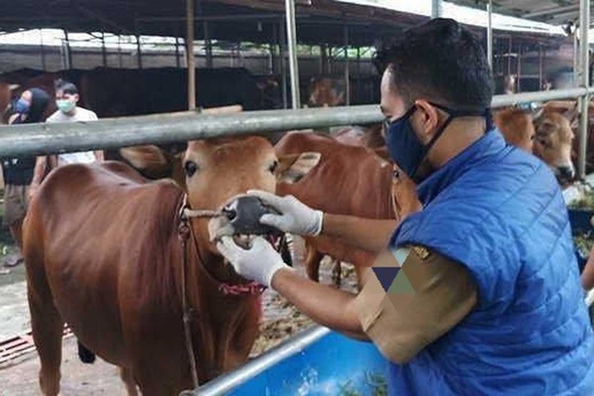Memastikan hewan kurban sehat. (ist) - Pemkot Malang Akomodir Sembelih Kurban di RPH Hingga Stadion