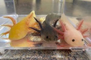 Axolotl hasil breeding Aquaxo karya mahasiswa UB. (ist) - Tim Aquaxo Sukses Breeding Axolotl Penuhi Tawaran Ekspor