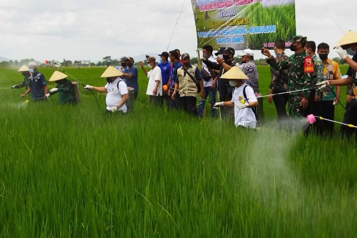 Bupati Hendy saat menyemprot tanaman padi pada pengendalian OPT di Desa Lengkong. (ist) - Bupati Jember Dorong Pengendalian Organisme Pengganggu Tumbuhan di Desa Lengkong