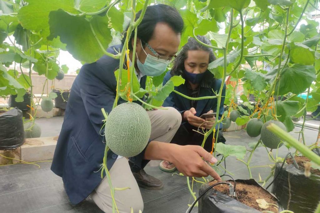 Direktur UB Tech, Eka Maulana, ST, MT, MEng, menunjukkan sistem sensor IoT. (rhd) - UB Sukses Budidaya Melon Premium Berbasis IOT dengan Sistem Irigasi Tetes