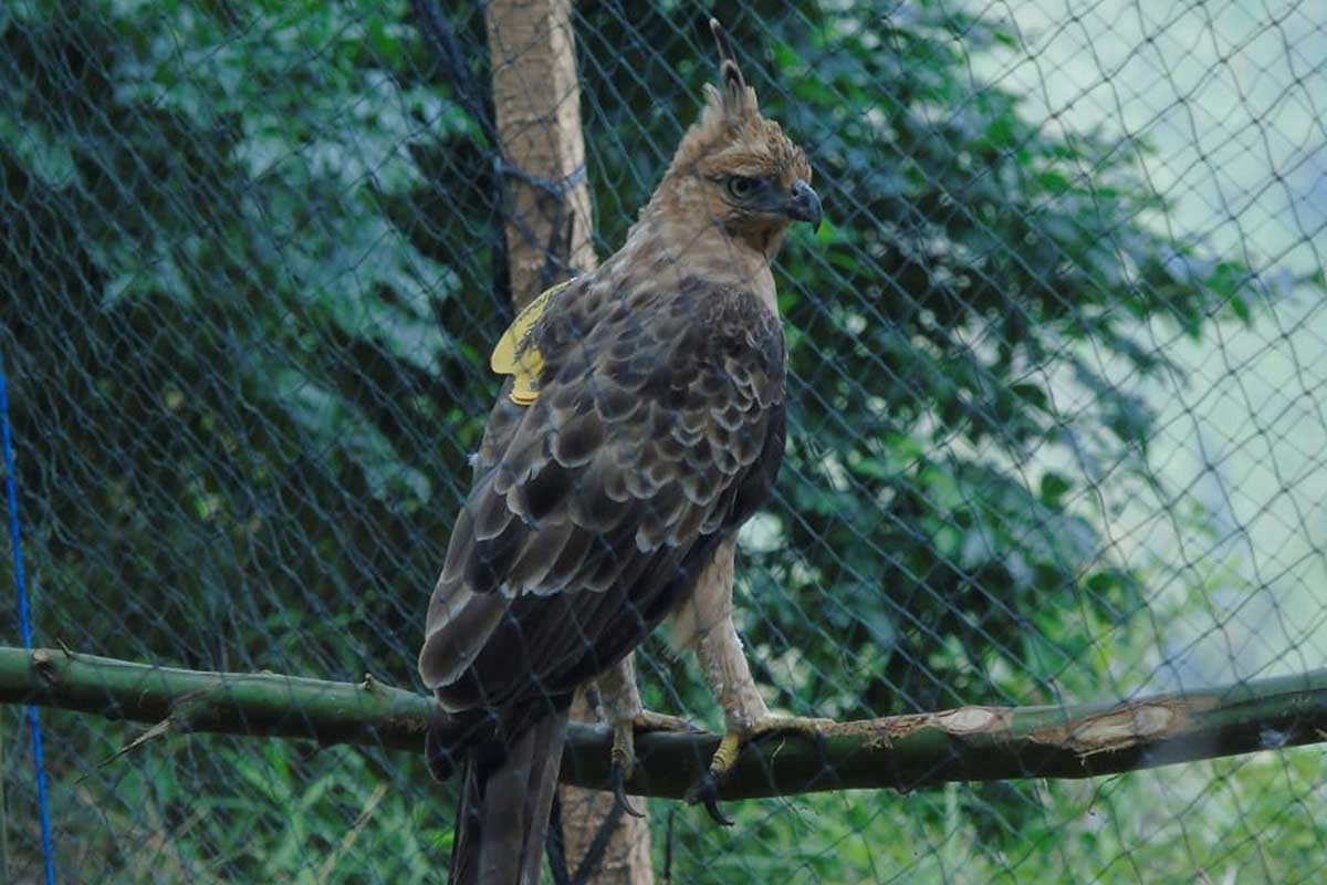 Elang Jawa, atau biasa dikenal burung Garuda, laiknya pada lambang negara. (ist) - Lagi, TNBTS Lepasliarkan Elang Jawa 'Mirah'