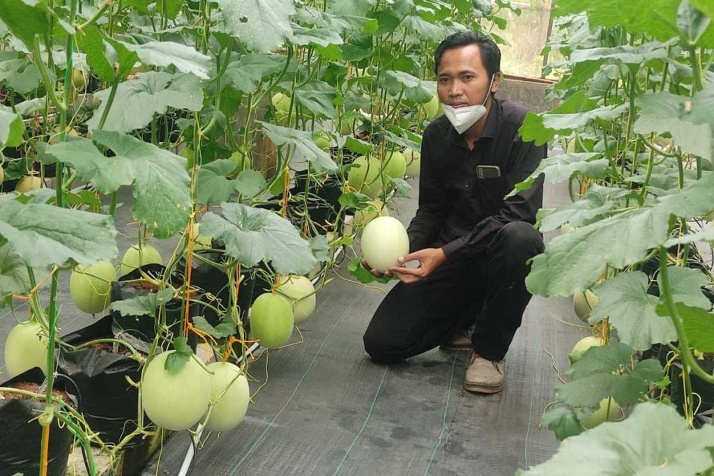 Manager Pertanian dan Pengembangan ATP, Suyadi, SP, MP, menunjukkan melon berkualitas premium yang akan dipanen 2 minggu lalu. (rhd) - UB Sukses Budidaya Melon Premium Berbasis IOT dengan Sistem Irigasi Tetes
