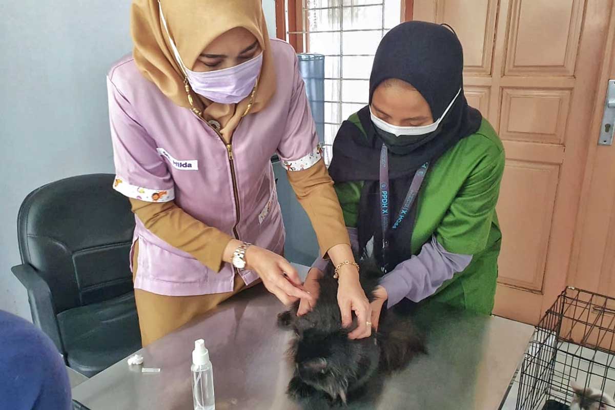 Salah satu hewan peliharaan sedang diperiksa. (ist) - Menuju Kota Bebas Rabies, Ratusan Hewan Peliharaan Divaksin