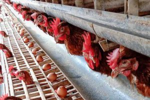 Ilustrasi telur ayam oleh peternak ayam horn. (ist) - Ini Alasan Penyebab Harga Telur Naik