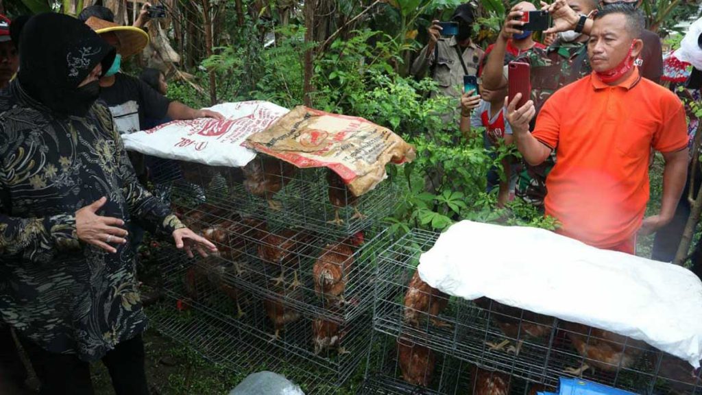 Mensos Risma memberikan bantuan berupa ayam petelur dan ikan lele. (ist) - Mensos Tri Rismaharini Sambangi Kakak Beradik Penderita Mikrosefalus di Jember