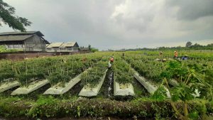 Musim penghujan Harga Cabai Merah Turun