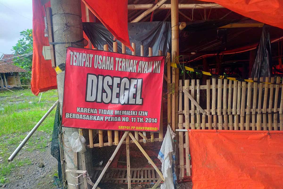 Peternakan Ditutup Sepihak Oleh Satpol-PP, Susilo Akan Menempuh Jalur Hukum