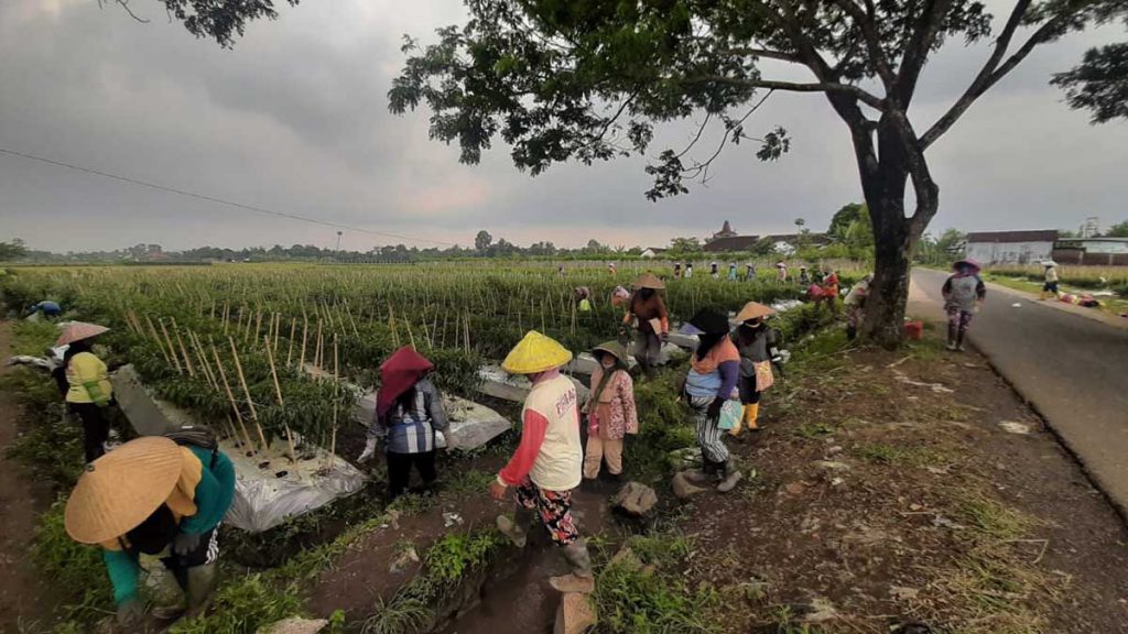 Puluhan buruh petik cabai saat memanen cabai merah besar. (Foto: Kuryanto, SERU.co.id) - Musim penghujan Harga Cabai Merah Turun