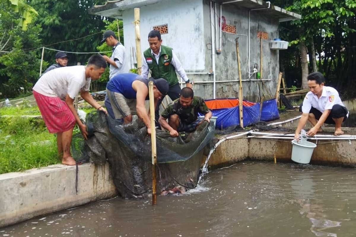 Kades Jubung Bhisma Perdana bersama warga panen ikan tawar di kolam penampungan. (ist) - Bangkitkan Ekonomi Warga Sekitar, Pemdes Jubung Budidaya Ikan Air Tawar
