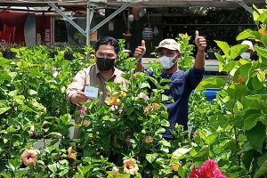 Menteri BUMN Erick Tohir, saat mengunjungi Gapoktan Sekarmulyo, petani bunga sepatu. (ws3) - Sepenggal Kisah Erick Tohir Beri Nama Bunga 'Thohira' dan 'Magisha'